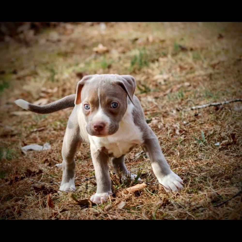 Meet your Posher, Alexus